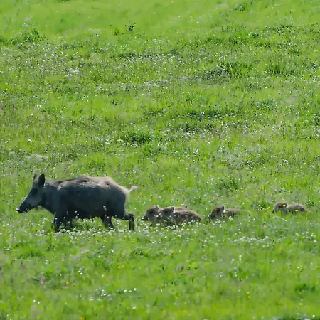 Find With Nr 509 Your In The Harz Mountains