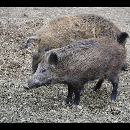 Find With Nr 509 Your In The Harz Mountains Holiday home *